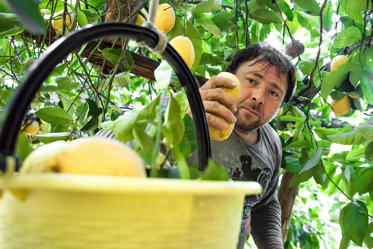 lemon tour amalfi - emiliano russo