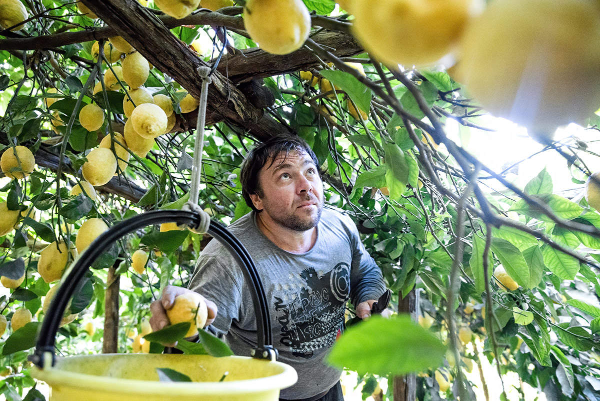 lemon tour amalfi - emiliano russo