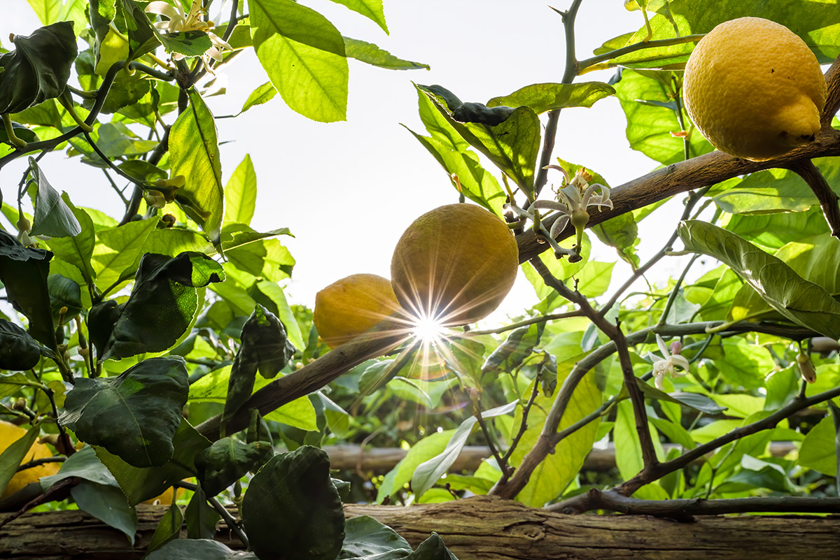 lemon tour amalfi - emiliano russo