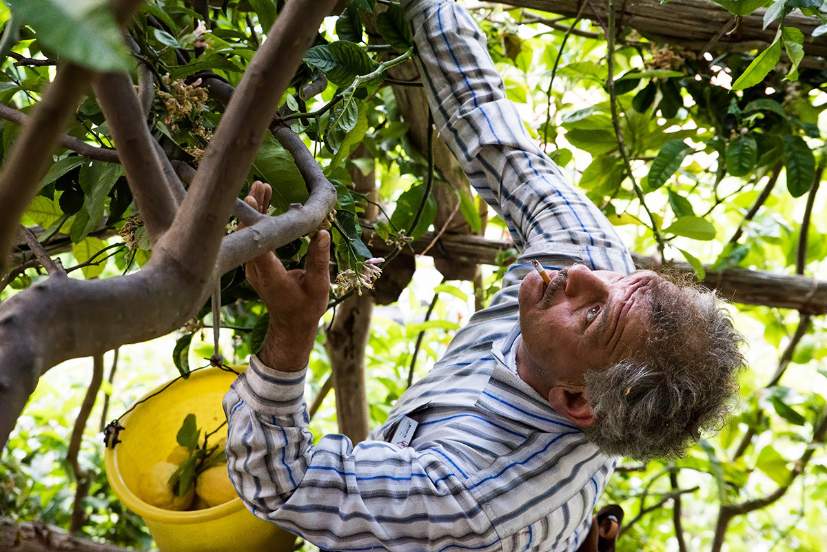 lemon tour amalfi - emiliano russo