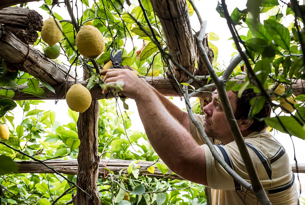 lemon tour amalfi - emiliano russo