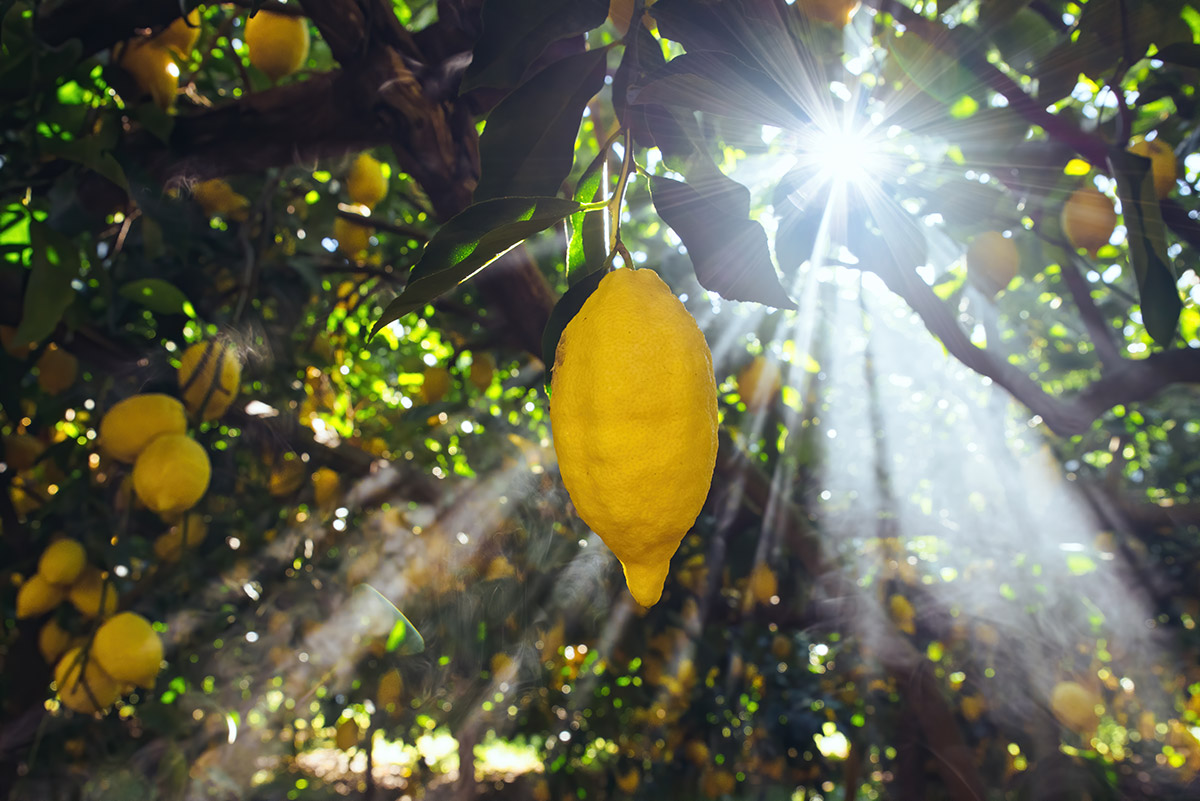 lemon tour amalfi - emiliano russo