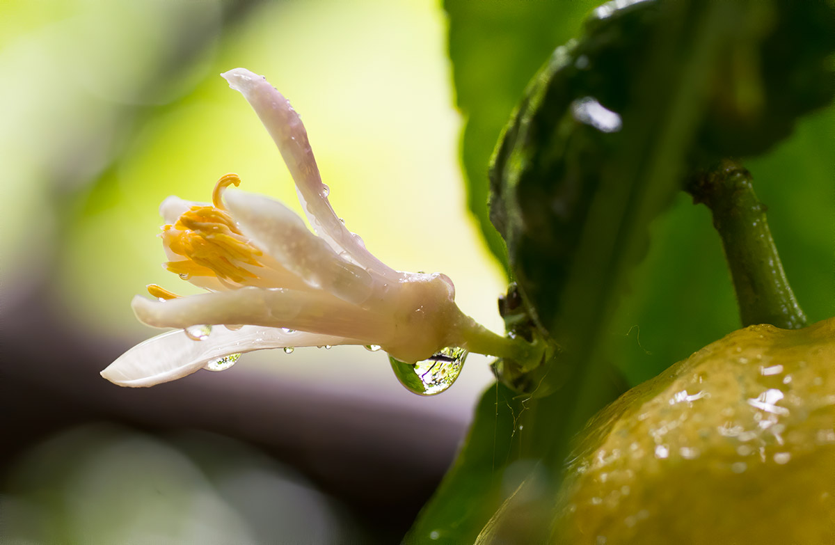 lemon tour amalfi - emiliano russo