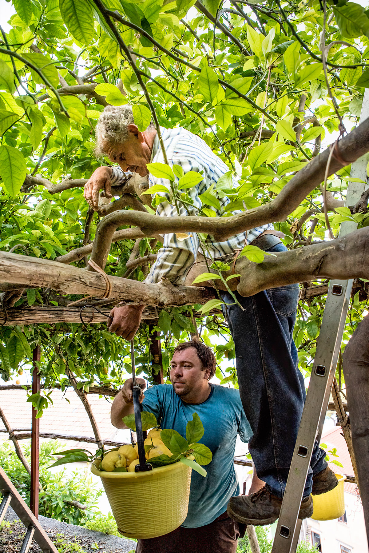 lemon tour amalfi - emiliano russo