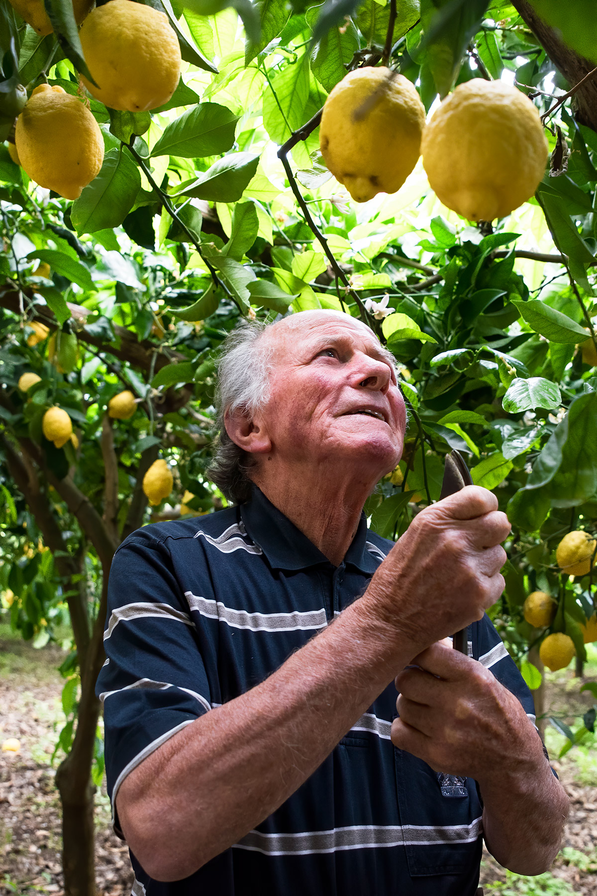 lemon tour amalfi - emiliano russo