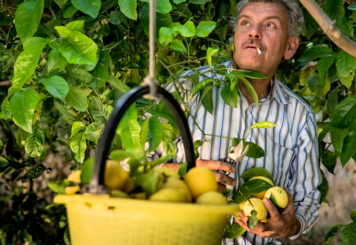 lemon tour amalfi - emiliano russo