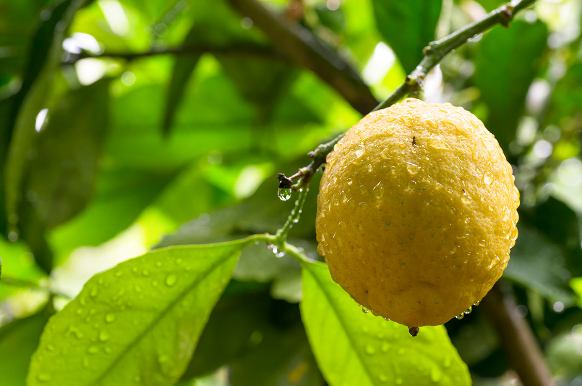 lemon tour amalfi - emiliano russo