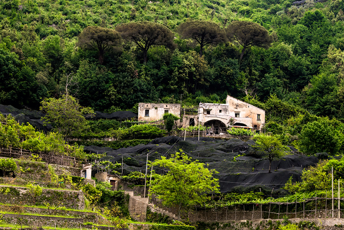 lemon tour amalfi - emiliano russo